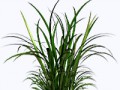 wassergrass