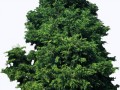 _2_yapfiles.ru (1) кедр