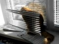 Кот и жалюзи