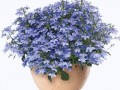 pngwing.com (55)