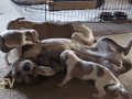 gifs_13