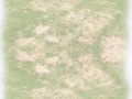 rasen im sand 1+