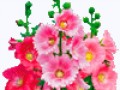 posadka_malvi_vesnoi_marte_aprele_mae_mnogoletnei_osenyu_blagopriyatnie_dni_kalendar