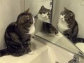 ３匹のねこ？-Three Marus？-