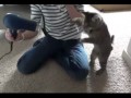 Кот против фена!