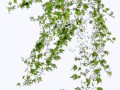 ivy-1