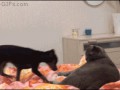 gifs_18
