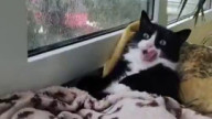 thank god im a house cat