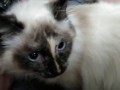 The Himalayan kitty