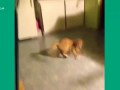 Шутки и приколы с котами