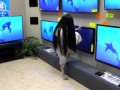 Rings (2017) - TV Store Prank
