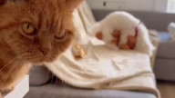 Ich habe gehort Katzenvideos gehen immer und solle