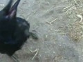 Самая умная птица