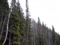 На мотоцикле  через сосны