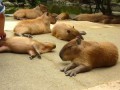 Мужик чешет капибар.