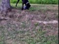 Собак голкипер