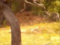 Surrounded by wild boars a leopard jumps
