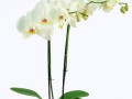 blume 6