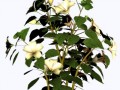 R11TreeandFlower0462_zps790736af_yapfiles.ru