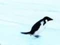 1327834617_penguin_gifs_14