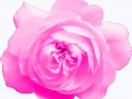 6-pink-rose-3