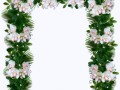 _orhidei_yapfiles.ru