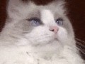when_pets_play_13