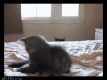 the_definitive_collection_of_cat_04