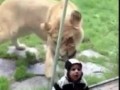 Lion tries to eat baby PART 1.