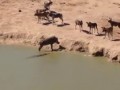 Wild dogs surround warthog but danger also lurks in the water