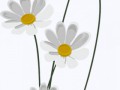 1433167758_camomile-1-09
