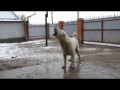 Алабаи питомника ТИМЕРТАШ - апрель 2014 (89048881825 Viber и WhatsApp)