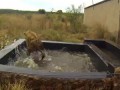 Crazy Hyenas | The Lion Whisperer