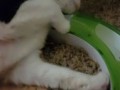Коты