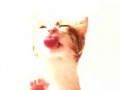pussy