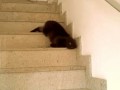 Змеекот