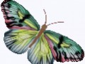 anime-babochki-154