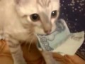 Кот украл деньги! Прикол. Cat steal money