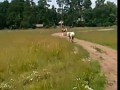 Лесной гаишник