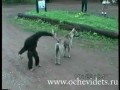 MUNDO ANIMAL: macaquinho travesso