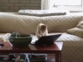kotye2423550.jpeg_yapfiles.ru