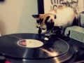 DJ Cat