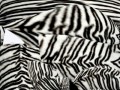 _belyi_tigr_1