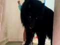 собачка