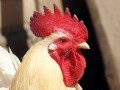 Петух