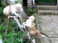 Эпическая Битва за лестницу