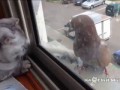 Ленивый кот и смелый голубь