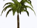 palma3