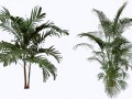 palm_tree_3