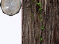 log